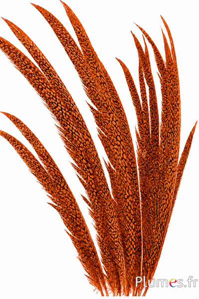 Faisan doré - 55-65 cm - or aztèque-caramel